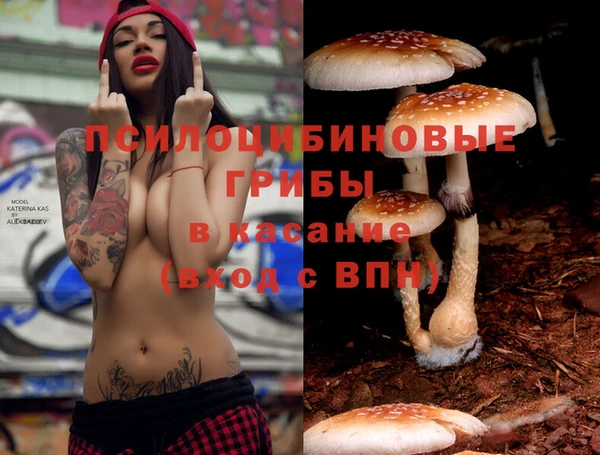 крисы Бородино